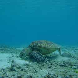 トリップアドバイザー提供