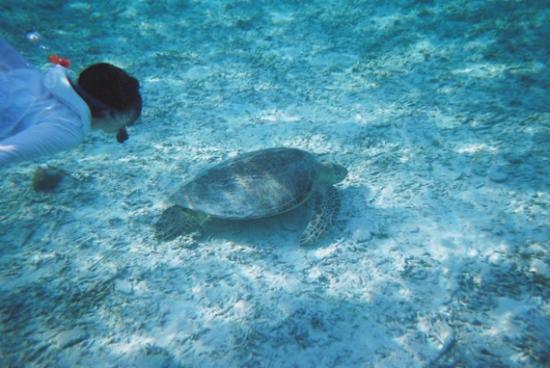 トリップアドバイザー提供