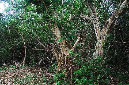 トリップアドバイザー提供