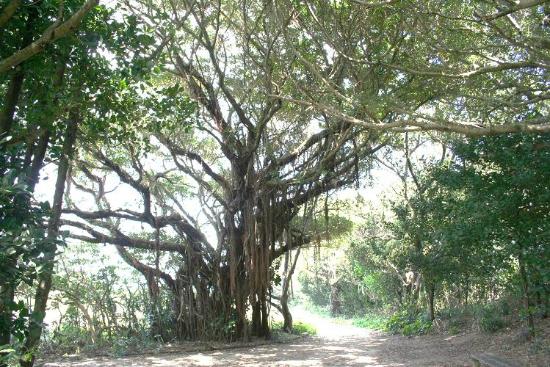 トリップアドバイザー提供