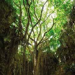 トリップアドバイザー提供