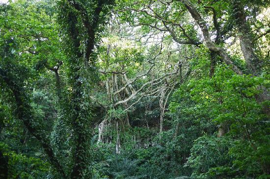 トリップアドバイザー提供