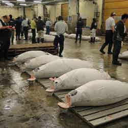 トリップアドバイザー提供