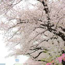 「トリップアドバイザー提供」