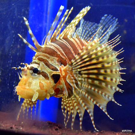 トリップアドバイザー提供