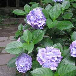 トリップアドバイザー提供