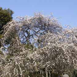 トリップアドバイザー提供