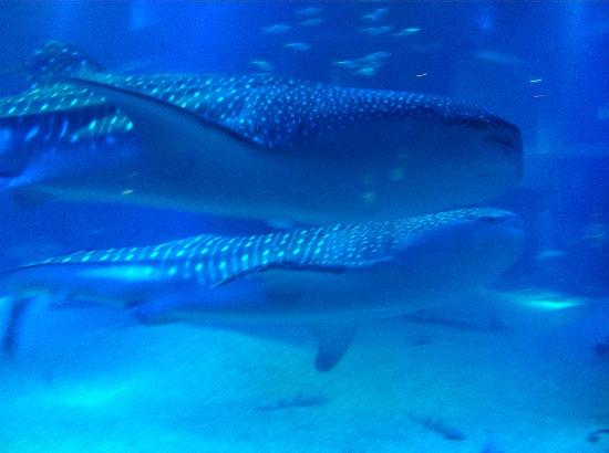 トリップアドバイザー提供