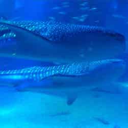 トリップアドバイザー提供