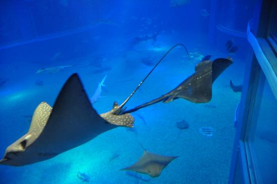 トリップアドバイザー提供