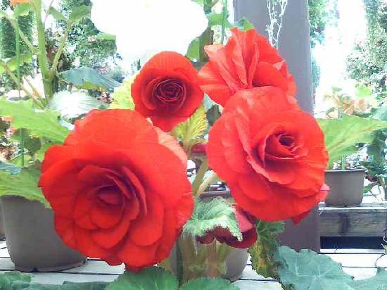 トリップアドバイザー提供