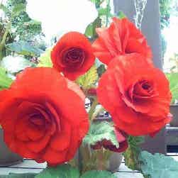 トリップアドバイザー提供