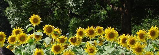 トリップアドバイザー提供