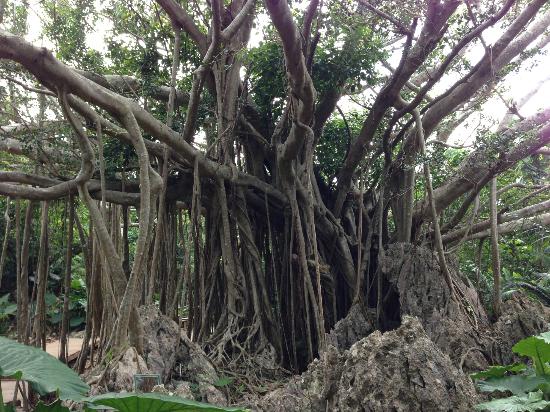 トリップアドバイザー提供