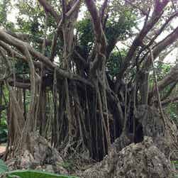 トリップアドバイザー提供