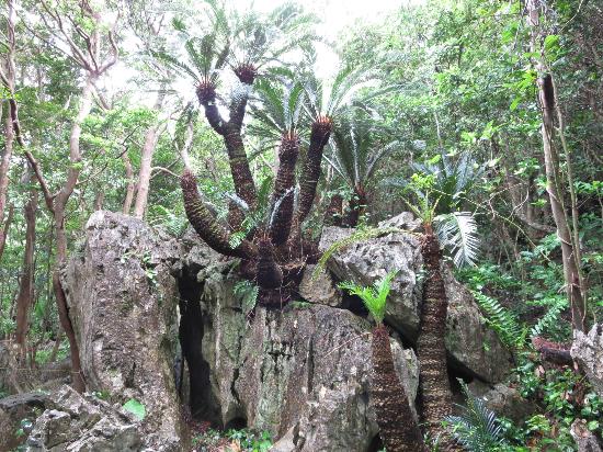 トリップアドバイザー提供