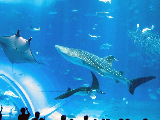 トリップアドバイザー提供