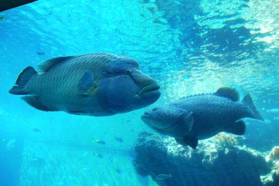 トリップアドバイザー提供