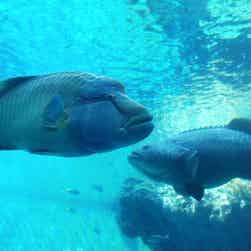 トリップアドバイザー提供