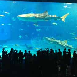 トリップアドバイザー提供