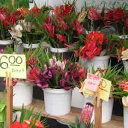 トリップアドバイザー提供