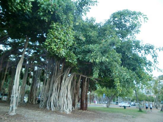 トリップアドバイザー提供
