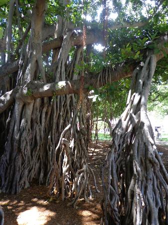 トリップアドバイザー提供