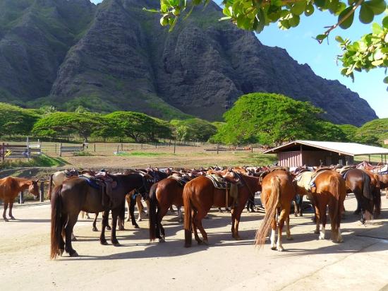 トリップアドバイザー提供