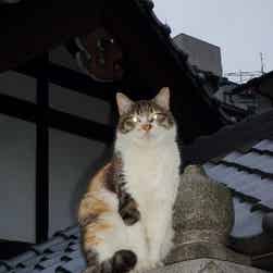 トリップアドバイザー提供