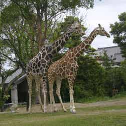 トリップアドバイザー提供