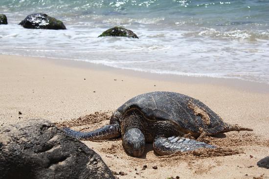トリップアドバイザー提供
