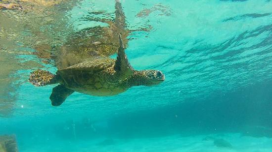 トリップアドバイザー提供