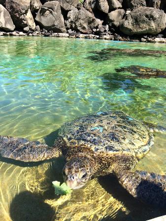 トリップアドバイザー提供