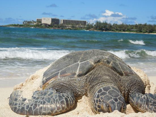 トリップアドバイザー提供