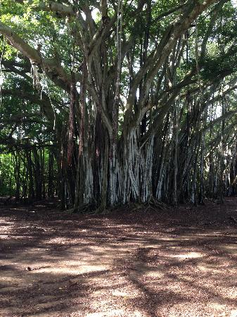 トリップアドバイザー提供