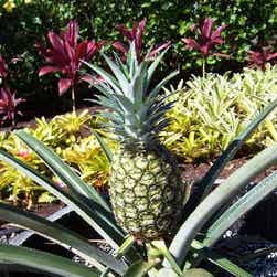 トリップアドバイザー提供