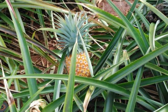 トリップアドバイザー提供