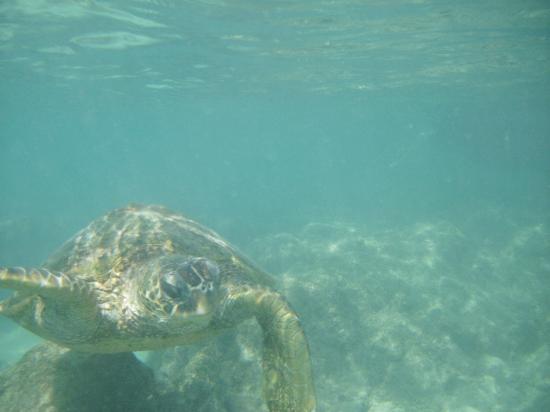 トリップアドバイザー提供