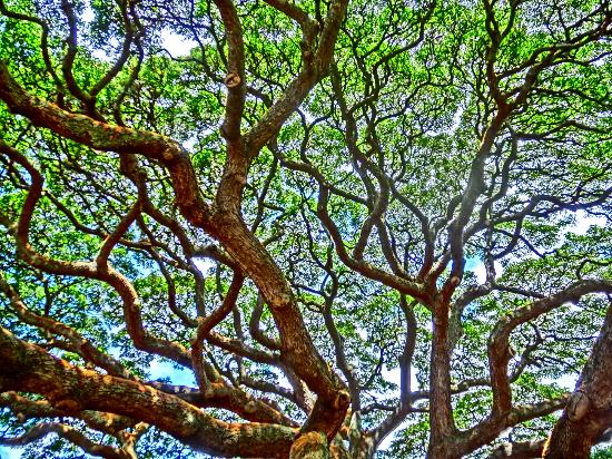 トリップアドバイザー提供