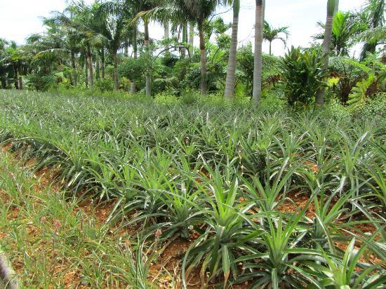 トリップアドバイザー提供