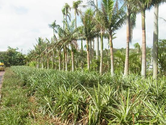 トリップアドバイザー提供