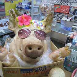 トリップアドバイザー提供