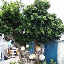 トリップアドバイザー提供