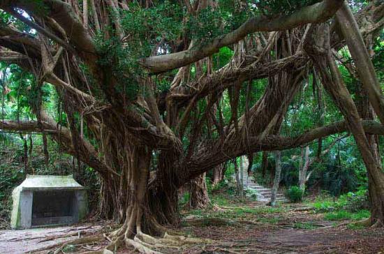 トリップアドバイザー提供