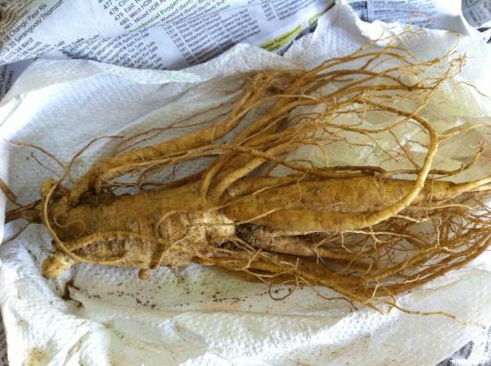 トリップアドバイザー提供