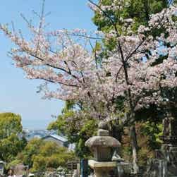 トリップアドバイザー提供