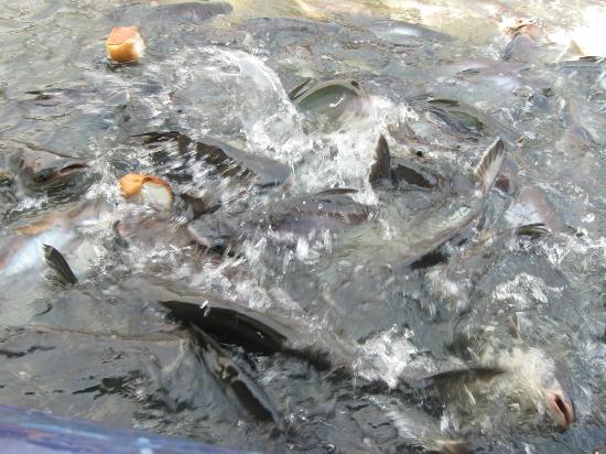 トリップアドバイザー提供