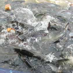 トリップアドバイザー提供