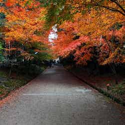 トリップアドバイザー提供