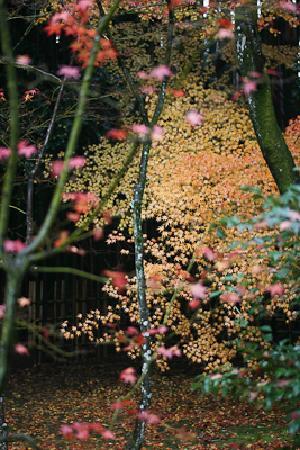 トリップアドバイザー提供